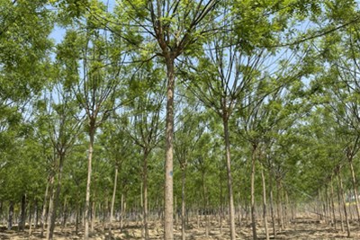 国槐大树移植与养护管理