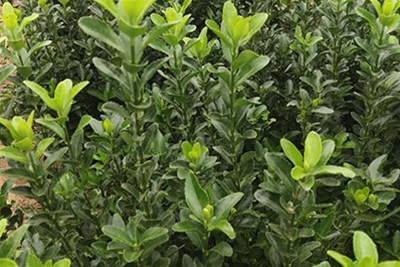 园林绿化工程的工程特点