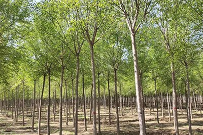 城市广场绿化的植物配置选择