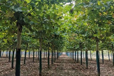 暴雨后园林植物养护十大关键措施