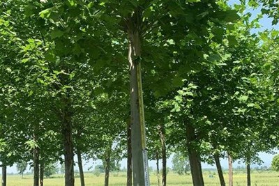  悬铃木为什么叫法国梧桐