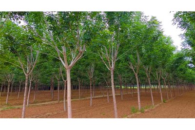 苗木种植后怎样养护？