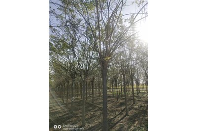 国槐的病虫害防治